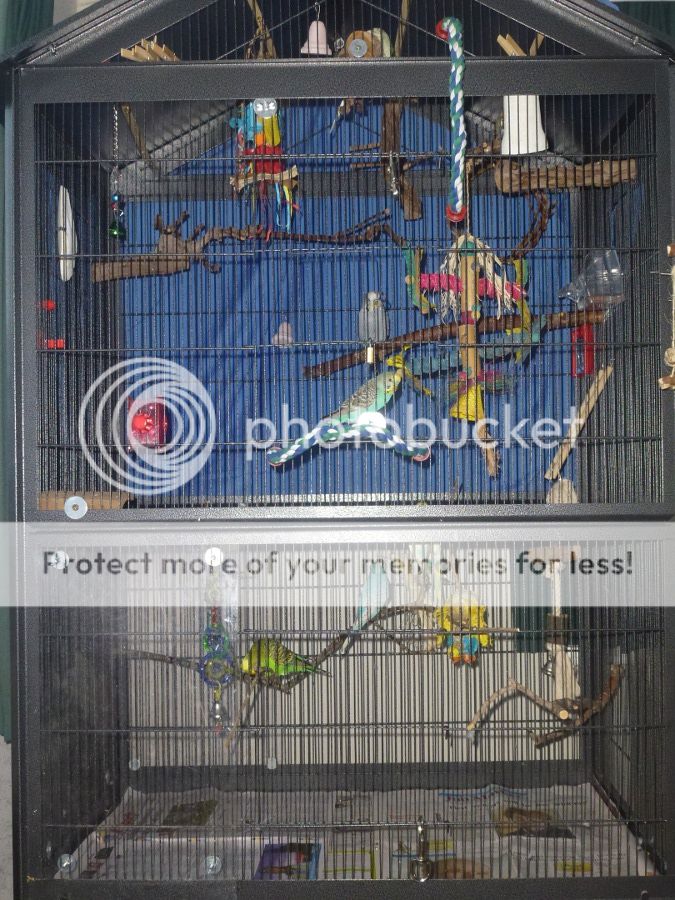 Best Cage SetUp 2013 Bird Show Talk Budgies Forums